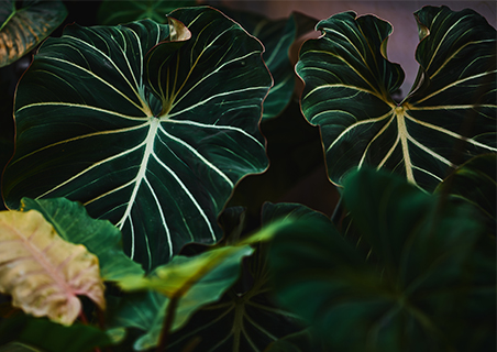 最有代表性的热带植物 明脉蔓绿绒