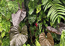 每天认识一款热植