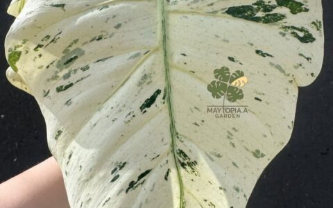 泰国新品龟背竹 Monstera stardust