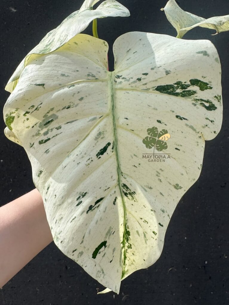 泰国新品龟背竹 Monstera stardust