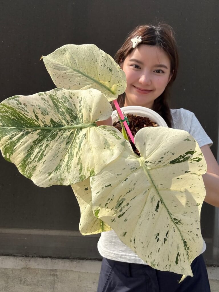 泰国新品龟背竹 Monstera stardust