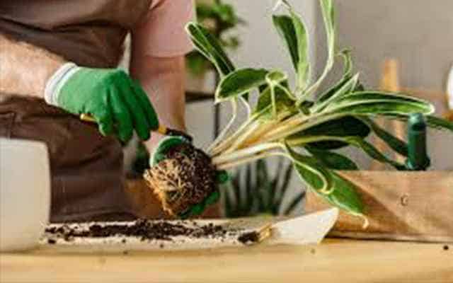 热植专题 - 锦化龟背竹