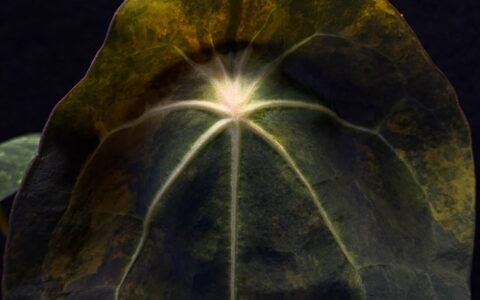 花烛新品：Black Venom x Forgetii DF Ecuador