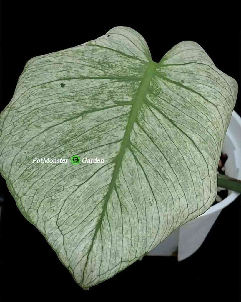 青面兽龟背竹 Monstera Teal monster