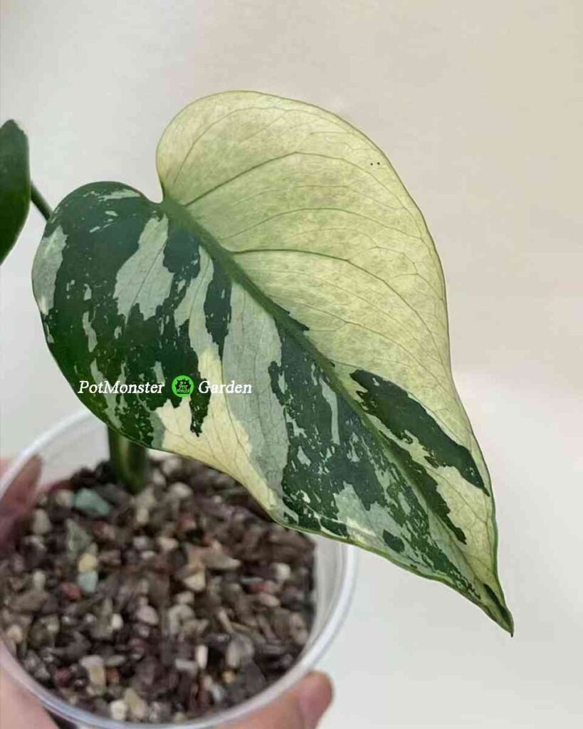 青面兽龟背竹 Monstera Teal monster