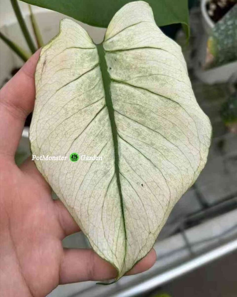 青面兽龟背竹 Monstera Teal monster