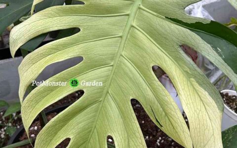 青面兽龟背竹 Monstera Teal monster