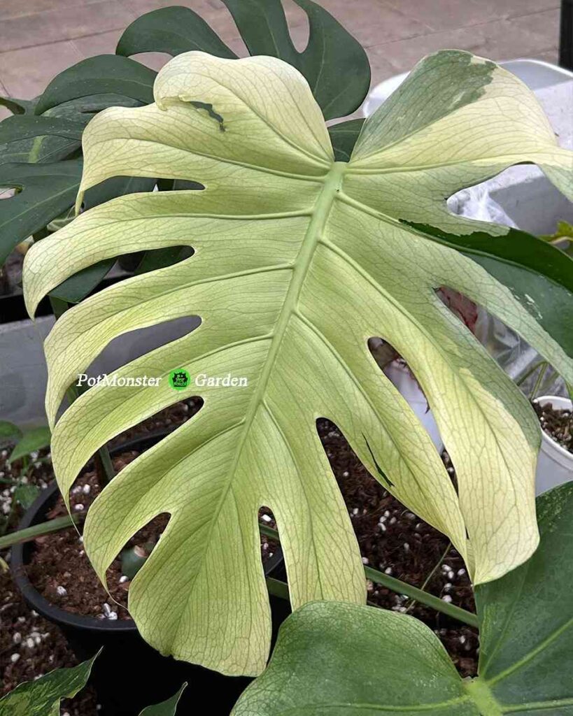 青面兽龟背竹 Monstera Teal monster
