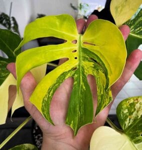 黄锦迷你龟背竹 Monstera Compacta Aurea