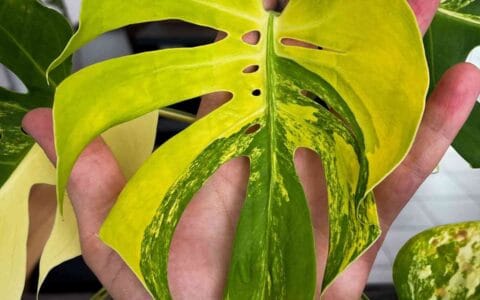 黄锦迷你龟背竹 Monstera Compacta Aurea