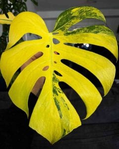 黄锦迷你龟背竹 Monstera Compacta Aurea