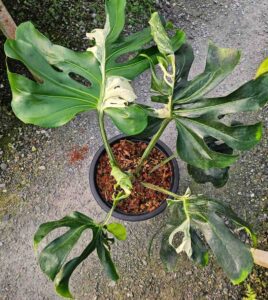 扭扭龟背竹 Monstera contorta