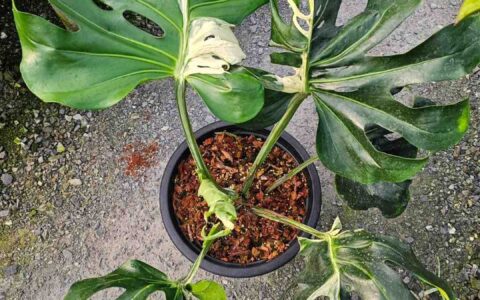 扭扭龟背竹 Monstera contorta