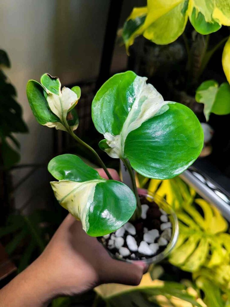 Monstera contorta