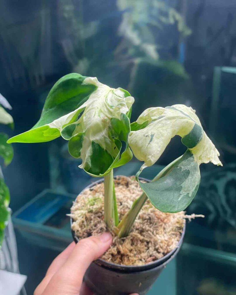 Monstera contorta