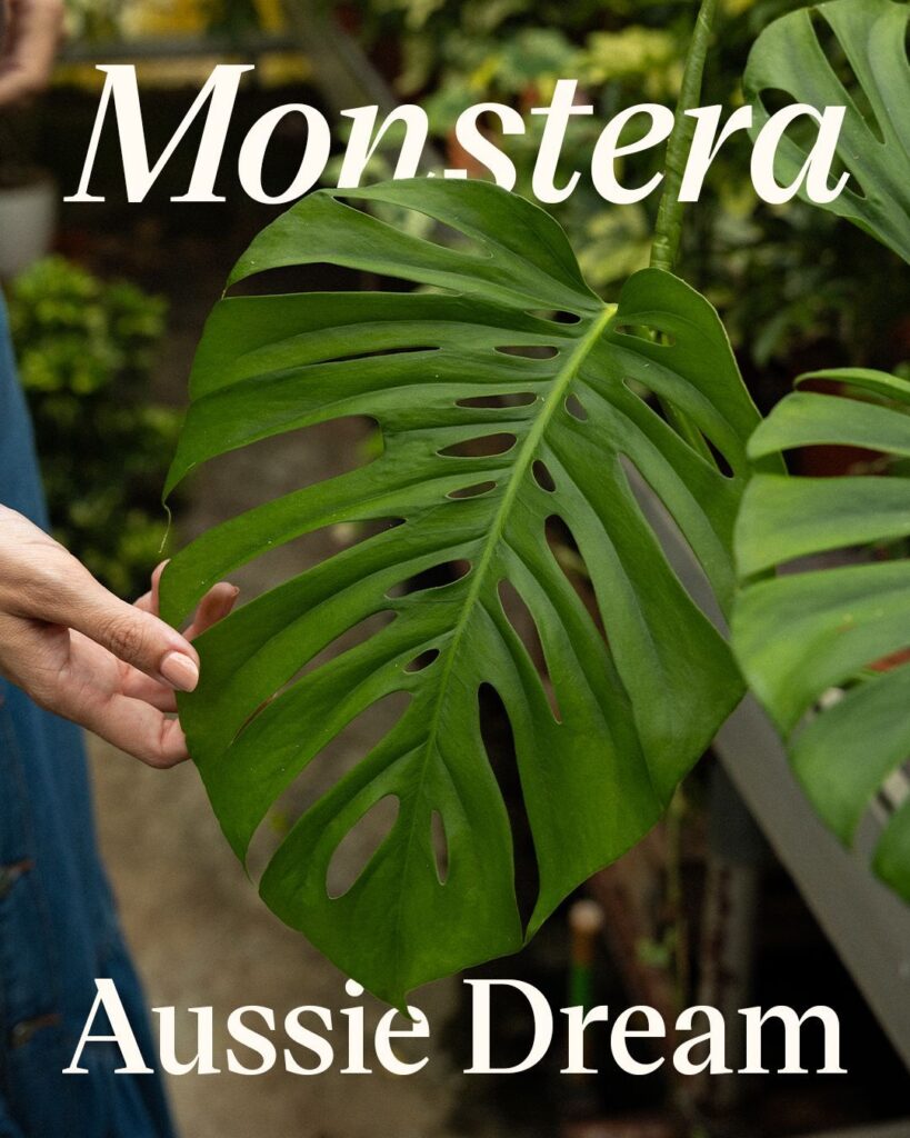 Monstera Aussie Dream