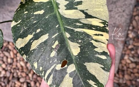 星爵龟背竹 Monstera starlord