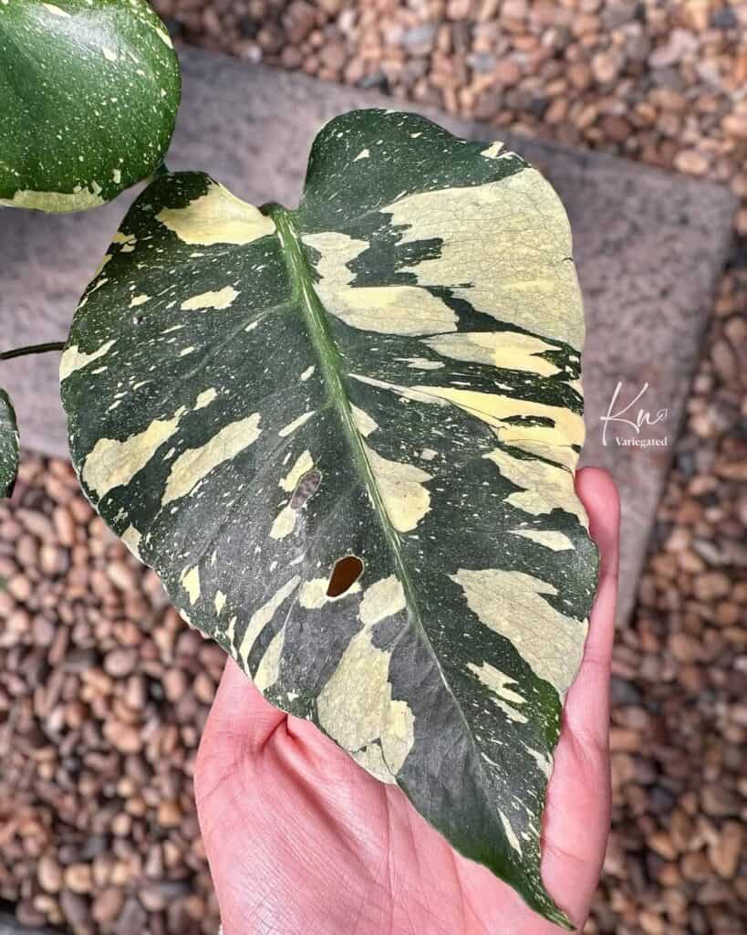 星爵龟背竹 Monstera starlord