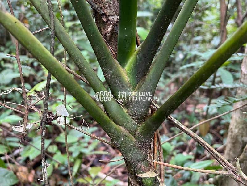 博卡托伦龟背竹 Monstera bocatorensis