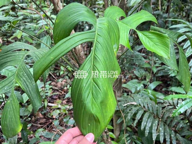 博卡托伦龟背竹 Monstera bocatorensis