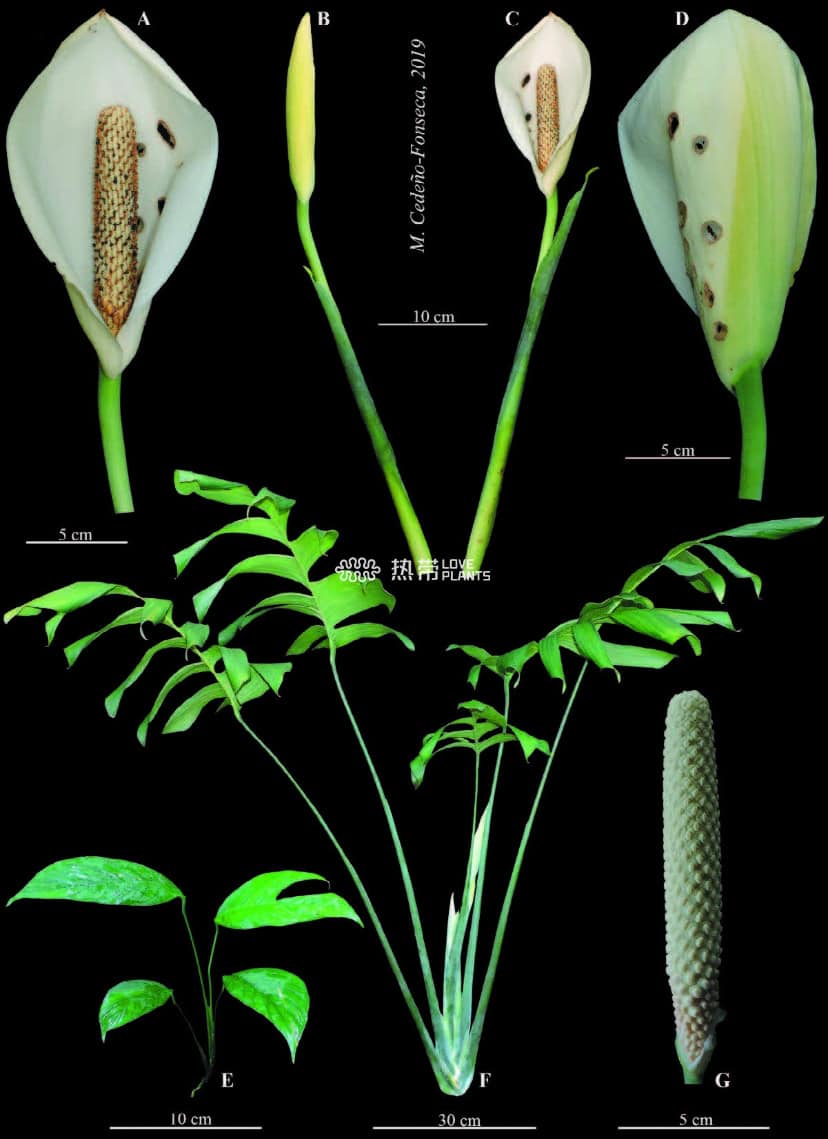博卡托伦龟背竹 Monstera bocatorensis