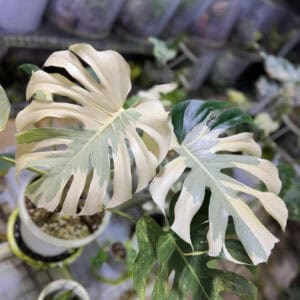 卡斯珀龟背竹 Monstera casper