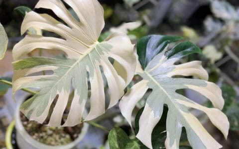 卡斯珀龟背竹 Monstera casper