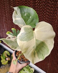 卡斯珀龟背竹 Monstera casper