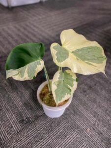 卡斯珀龟背竹 Monstera casper