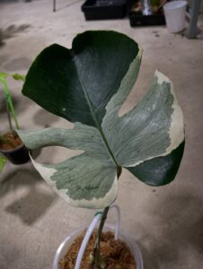 卡斯珀龟背竹 Monstera casper