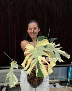 卡斯珀龟背竹 Monstera casper