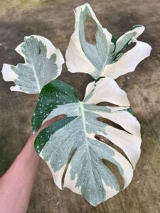 卡斯珀龟背竹 Monstera casper