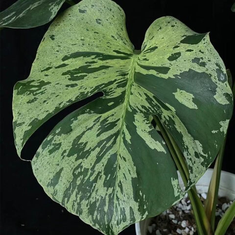 Monstera bulbasaur