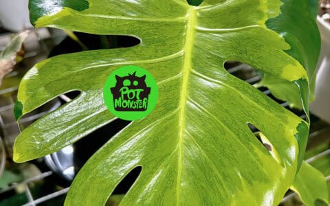 monstera khloris