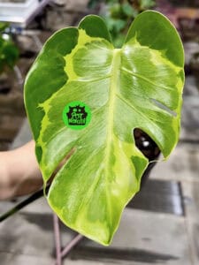 克洛里斯龟背竹 Monstera khloris