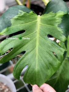 克洛里斯龟背竹 Monstera khloris