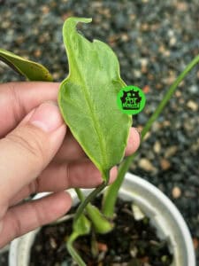 克洛里斯龟背竹 Monstera khloris