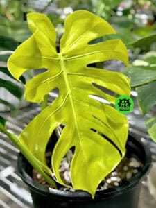 monstera lime ly