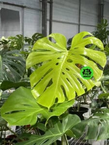 黄黄黄龟背竹 Monstera lime ly