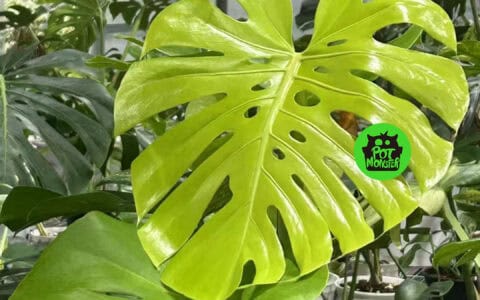 黄黄黄龟背竹 Monstera lime ly