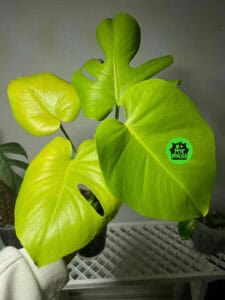 黄黄黄龟背竹 Monstera lime ly