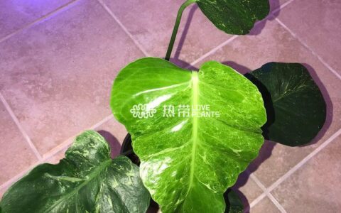 海洋龟背竹 Monstera Oceana