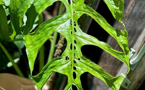 膜叶龟背竹 Monstera membranacea