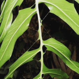 丝叶龟背竹 Monstera filamentosa