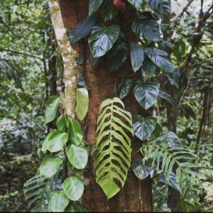 丝叶龟背竹 Monstera filamentosa