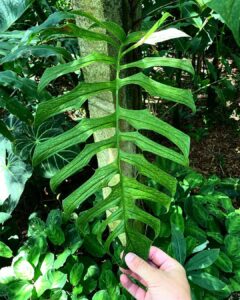 丝叶龟背竹 Monstera filamentosa