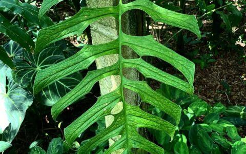 丝叶龟背竹 Monstera filamentosa