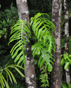 丝叶龟背竹 Monstera filamentosa