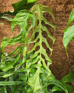 丝叶龟背竹 Monstera filamentosa
