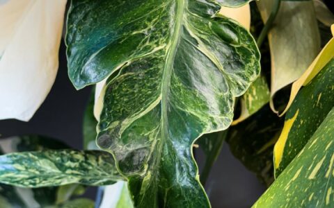 闪电纹海洋龟背竹 Monstera ThunderBolt